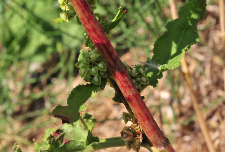 Rumex crispus / Romice crespo